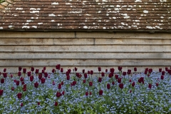 Tulips-and-Forget-Me-Nots-m18-21