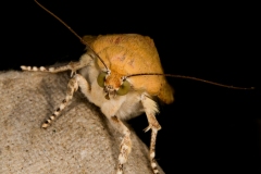 Ermine-Moth