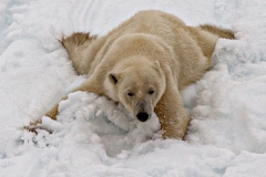 Polar-Bear-on-the-slide