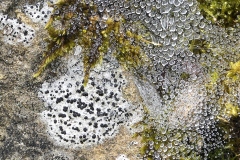 Lichen-and-Dewdrops-on-a-Web-M19-21