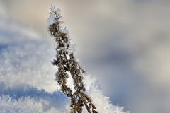 Frosted-Leaf-DSC_7508