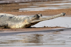 Gharial-Crocodile-India-DSC_6606