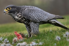 Gyrfalcon-DSC_9967