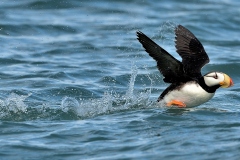 Horned-Puffin-in-flight-DSC_2832-1