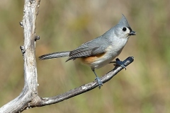 Tufted-Titmouse-Florida-USA-DSC_8894