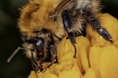 HC Common-Carder-Bee