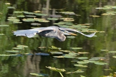 C Gt.-Blue-Heron-Reflection