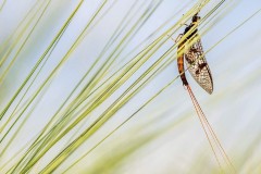 1st Mayfly