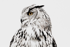 C Owl-Posing