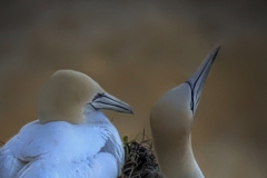 C Perching-Gannets