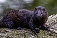 HC That-Touch-of-Mink