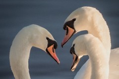 2nd Three Swans