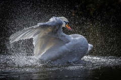 Bathing-swan
