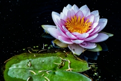 Water-Lily