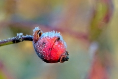 Frozen-Berry-at-first-light-M19-21