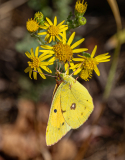 Clouded-Yellow-25-Stuart-Ward-2