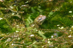 Snape Open Gardens