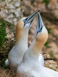 Gannets-Member-15-25-David-Warner-2