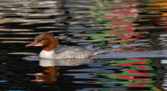 Goosander-Cruising-25-Stuart-Ward-2