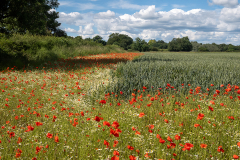 Snape Open Gardens
