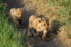 Lion cubs
