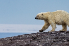 Polar Bear Stuart Ward