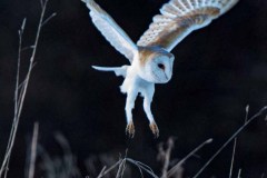 Barn Owl Pounce Stuart Ward