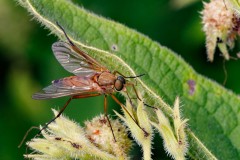 Fly Stuart Ward