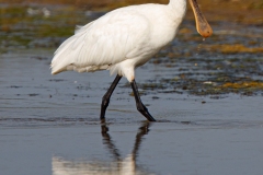 Spoonbill Stuart Ward