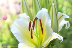 Designed-by-Nature-m-19-21
