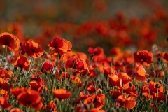 Poppy-Garden-22-21