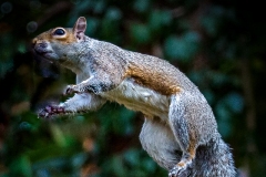The-Flying-Squirrel-m7-21