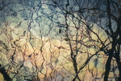 garden-tree-reflections-04-21