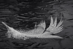 Feather-on-Frozen-Canal