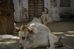 Ruminating in Rajasthan