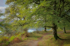 The-edge-of-Loch-Lochy