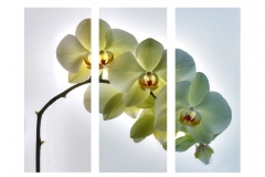 Orchids.-No-301
