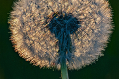 Dandelion-Seed-Head-Glow