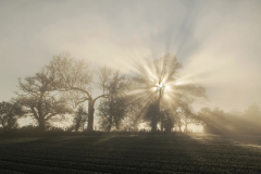 Sunlight-Behind-the-Trees