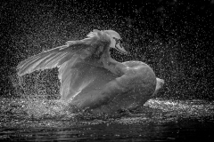 BATHING-SWAN-107