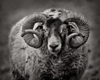 Scottish-Blackface-Ram-07-25
