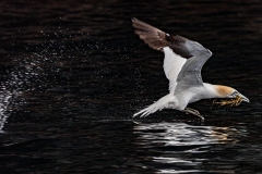 Take-off-268