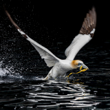 Gannet-Launch-22-23