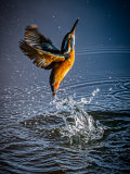 Kingfisher-launch-22-23