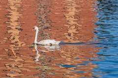 Salford-Swan