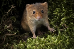 Nature competition winners (2023-24)