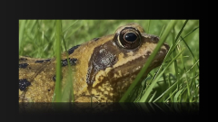 Frog competition nature