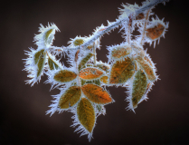 A-Cold-Snap-28-23