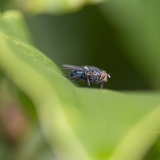 Bluebottle-38-23