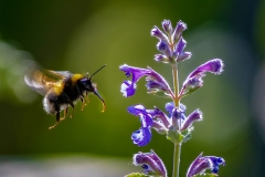 Buff-tailed-Bumblebee-m3-2023